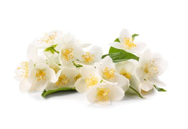 Beyaz arka planda güzel yasemin çiçekleri