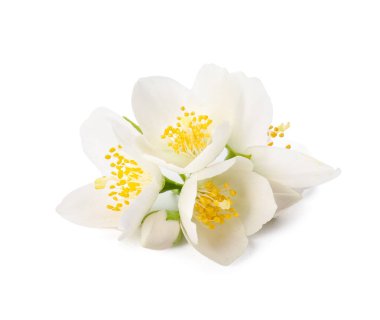 Beyaz arka planda güzel yasemin çiçekleri