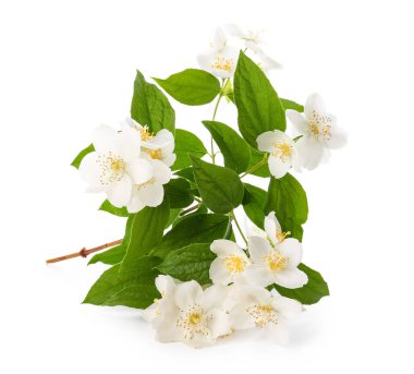 Beyaz arka planda güzel yasemin çiçekleri