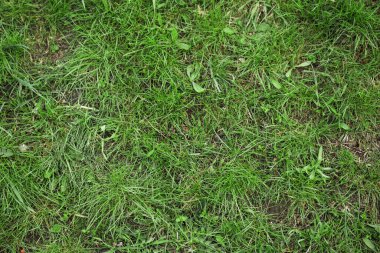 Çimlerde taze yeşil çimenler