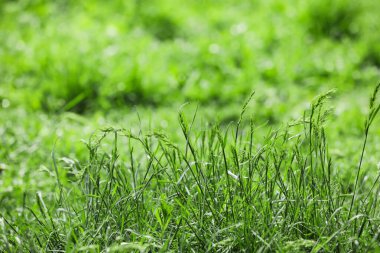 Çimenlikte taze yeşil çimenler, yakın plan