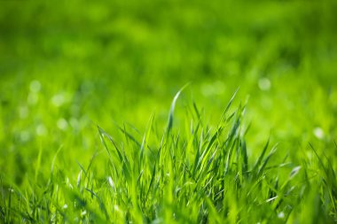 Parkta güneşli bir günde yeşil çimenler