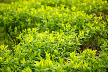 Bahar parkında büyüyen yeşil çalı