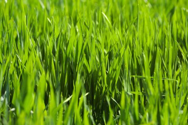 Bahar gününde yeşil çimenler