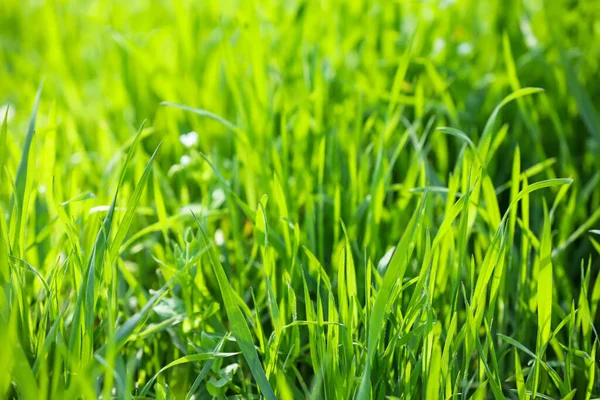 Green Grass Sunny Day Park — Stock Photo, Image