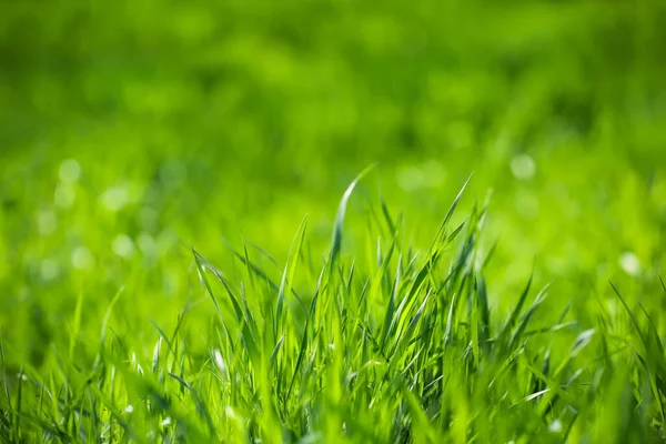 Green Grass Sunny Day Park — Stock Photo, Image