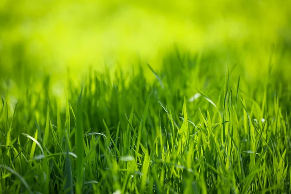Groen Gras Zonnige Dag Het Park — Stockfoto