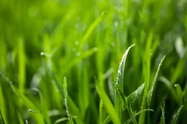 Natgroen Gras Groeit Het Voorjaarspark — Stockfoto