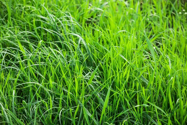 Groen Gras Groeit Het Voorjaarspark — Stockfoto