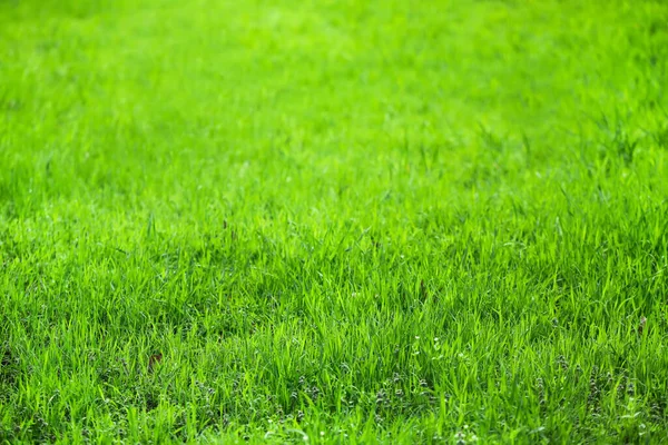 Green Grass Growing Spring Park — Stock Photo, Image