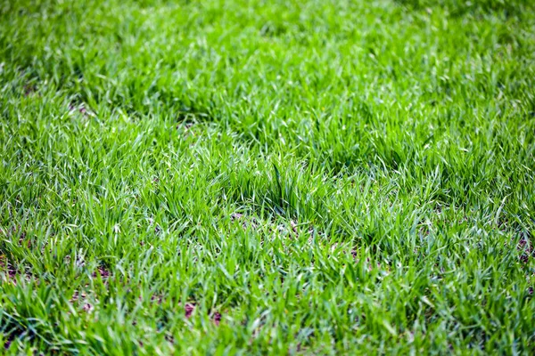 Grama Verde Dia Primavera — Fotografia de Stock