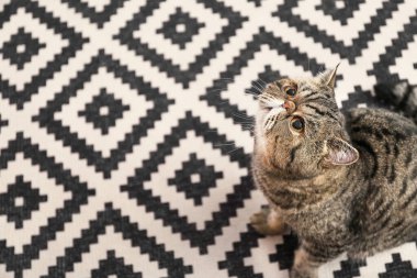 Evdeki yumuşak halıda oturan sevimli egzotik Shorthair kedisi.