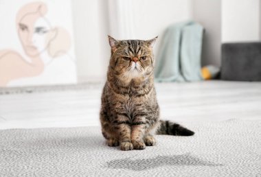 Cute cat near wet spot on carpet clipart