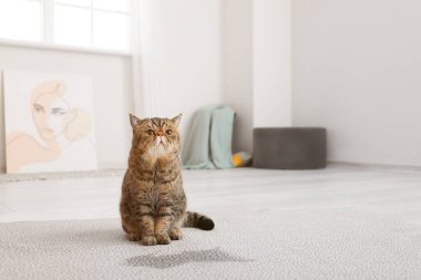 Halıdaki ıslak noktaya yakın şirin bir kedi.