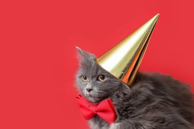 Arka planda parti şapkalı şirin kedi.