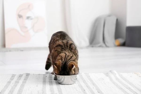 Cute Exotic Shorthair Cat Eating Food Bowl Home — Stock Photo, Image