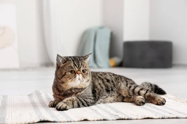 Niedliche Exotic Shorthair Katze Liegt Hause Auf Weichem Teppich — Stockfoto