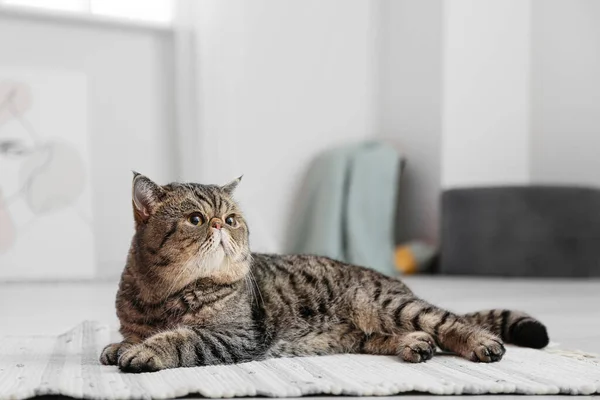 Leuke Exotische Stenografisch Kat Liggend Zacht Tapijt Thuis — Stockfoto