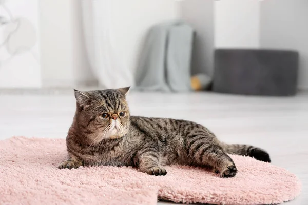 Χαριτωμένο Εξωτικό Shorthair Γάτα Που Βρίσκεται Μαλακό Χαλί Στο Σπίτι — Φωτογραφία Αρχείου