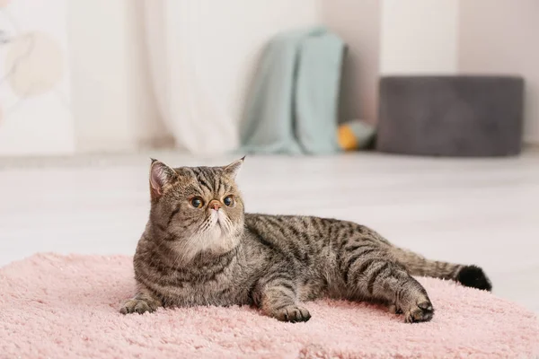 Cute Exotic Shorthair Cat Lying Soft Carpet Home — Stock Photo, Image