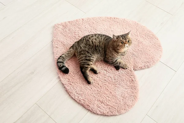 Cute Exotic Shorthair Cat Lying Soft Carpet Home — Stock Photo, Image