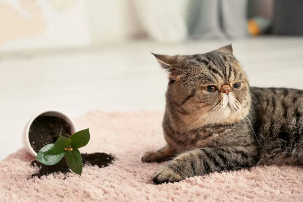 Şirin Bir Kedi Halı Üzerine Saksı Düşmüş — Stok fotoğraf