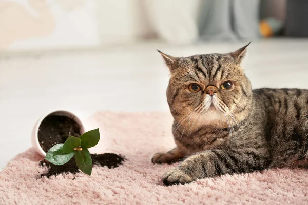 Niedliche Katze Und Umgeworfener Topf Mit Zimmerpflanze Auf Teppich — Stockfoto