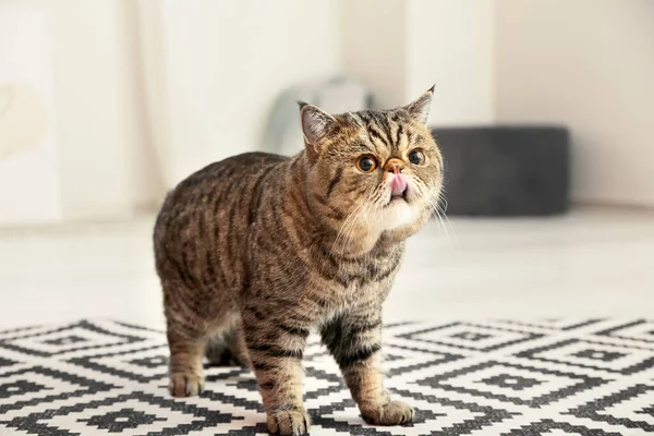 Niedliche Exotische Kurzhaarkatze Hause — Stockfoto