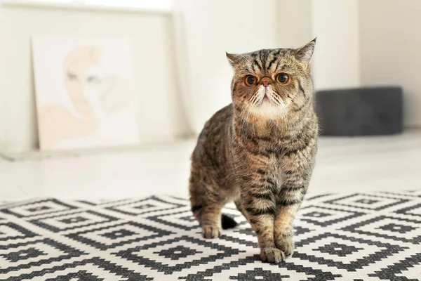 Cute Exotic Shorthair Cat Home — Stock Photo, Image