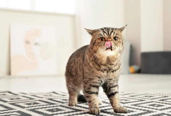 Χαριτωμένο Εξωτικό Shorthair Γάτα Στο Σπίτι — Φωτογραφία Αρχείου