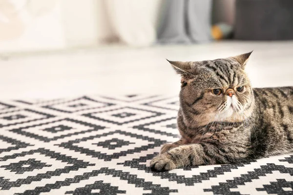 可爱的异国情调小猫咪躺在家里柔软的地毯上 — 图库照片