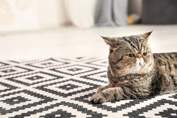 Niedliche Exotic Shorthair Katze Liegt Hause Auf Weichem Teppich — Stockfoto