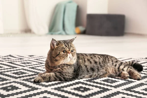 Niedliche Exotic Shorthair Katze Liegt Hause Auf Weichem Teppich — Stockfoto