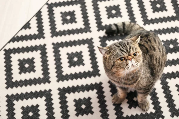 Cute Exotic Shorthair Cat Sitting Soft Carpet Home — Stock Photo, Image