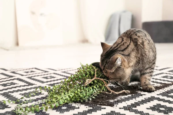 Carino Gatto Vaso Caduto Con Pianta Appartamento Tappeto — Foto Stock