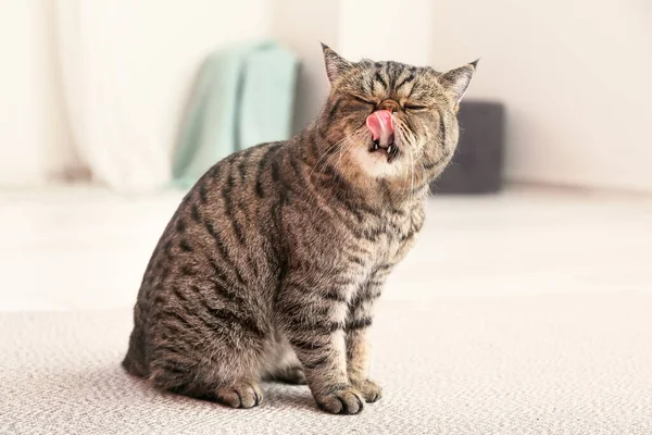 Leuke Exotische Stenografisch Kat Zittend Zacht Tapijt Thuis — Stockfoto