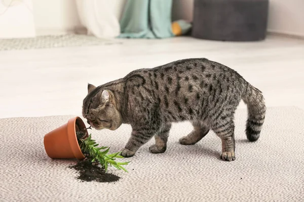 Cute Cat Dropped Pot Houseplant Carpet — Stock Photo, Image