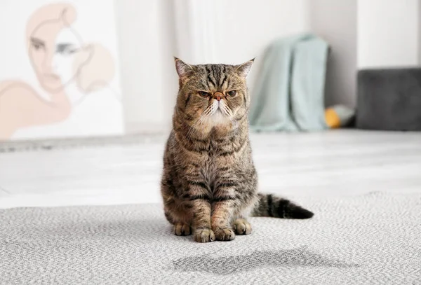 Cute Cat Wet Spot Carpet — Stock Photo, Image