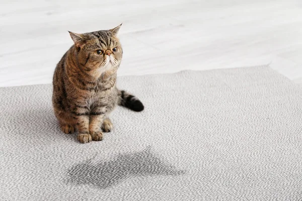 Cute Cat Wet Spot Carpet — Stock Photo, Image