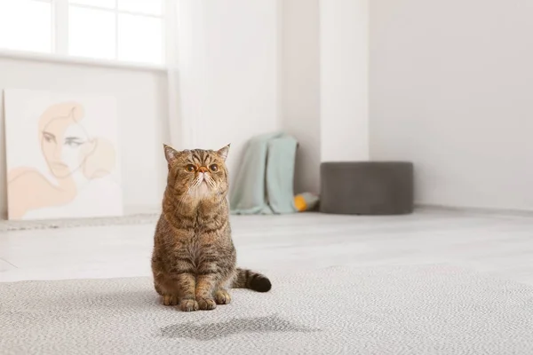 地毯上湿处附近的猫很可爱 — 图库照片