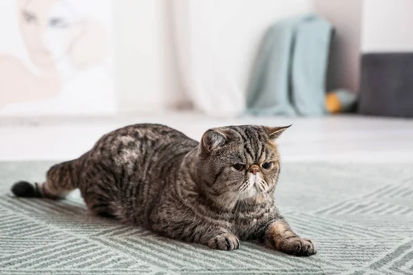 Niedliche Exotic Shorthair Katze Liegt Hause Auf Teppich — Stockfoto