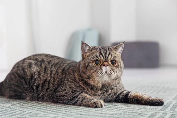 Cute Exotic Shorthair Cat Lying Carpet Home — Stock Photo, Image