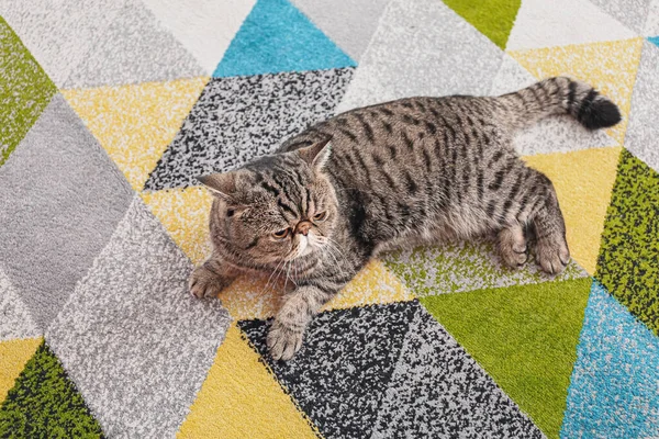 Cute Exotic Shorthair Cat Lying Carpet Home — Stock Photo, Image