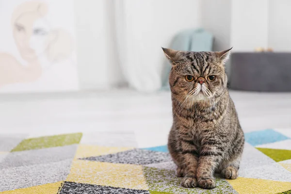 Niedliche Exotic Shorthair Katze Sitzt Auf Weichem Teppich Hause — Stockfoto