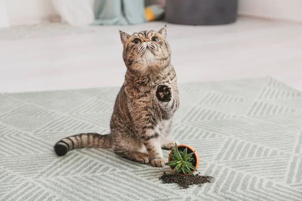 고양이귀엽고 카펫에 집에서 키우는 화분에 떨어뜨리는 — 스톡 사진