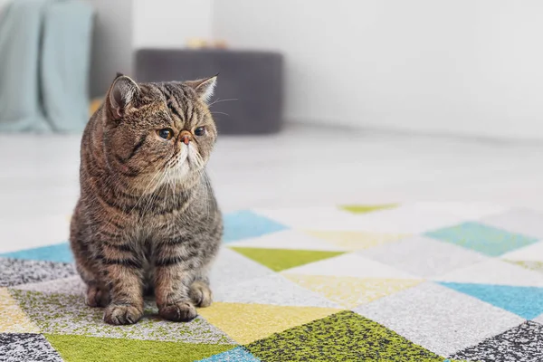 Kucing Bulu Pendek Yang Lucu Duduk Atas Karpet Lembut Rumah — Stok Foto
