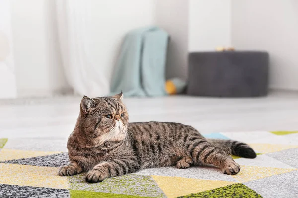 Niedliche Exotic Shorthair Katze Liegt Hause Auf Teppich — Stockfoto