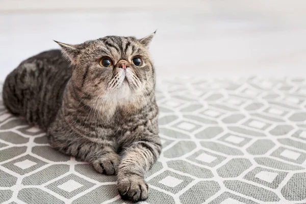 Niedliche Exotic Shorthair Katze Liegt Hause Auf Teppich — Stockfoto