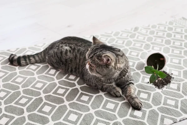 Şirin Bir Kedi Halı Üzerine Saksı Düşmüş — Stok fotoğraf