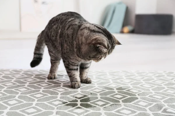 Carino Gatto Vicino Punto Bagnato Sul Tappeto — Foto Stock